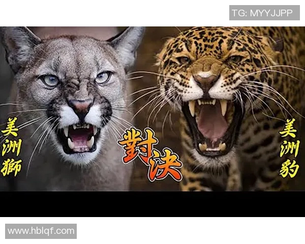 来昂与美洲狮的实力对决谁将赢得这场动物王国的巅峰之战